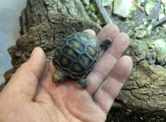 Želva uhlířská3 Zoo Brno