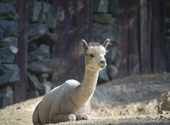 Zoo mláďata2 Zoo Brno